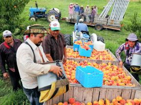 Migrant workers pack apples into boxes